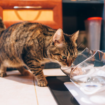 PurrBowl No-Vomit Feeder